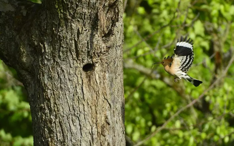 挽回出轨老婆的3个方法：被戴绿帽该怎么办？