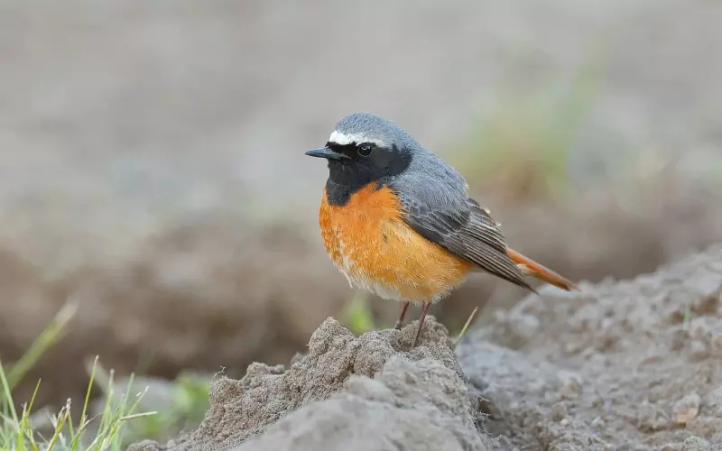 挽回爱情时常见的4大错误和解决方法