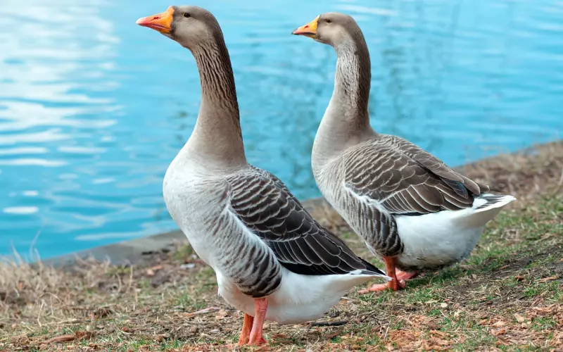 情侣之间4个常见的分手原因以及挽回方法