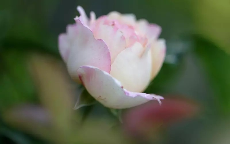 520 | 约会完全指南