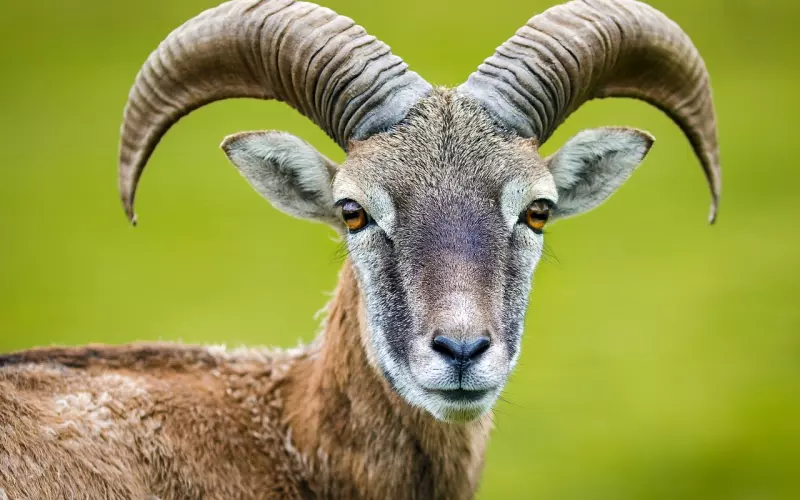 7招挽回摩羯男友的心  分享四个绝招你一定要学会