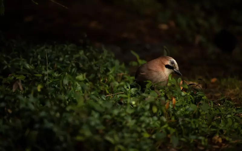 8090青春：有了昆凌的周杰伦，音乐是副业？