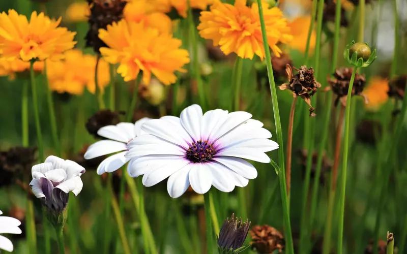 一 场 美 丽 的 邂 逅