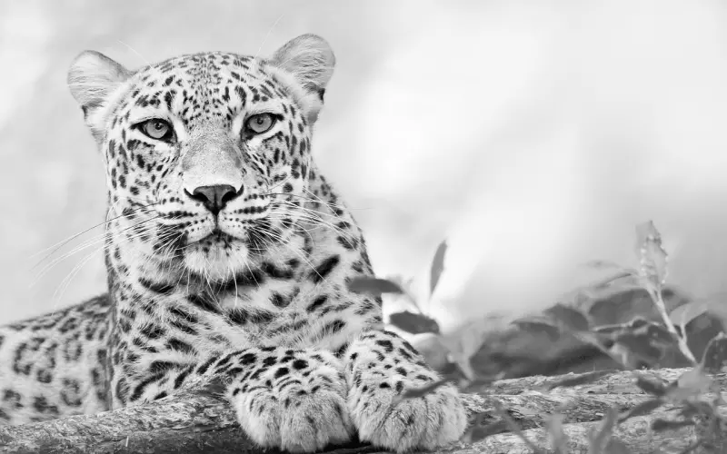 直接开场白和间接开场白大合集