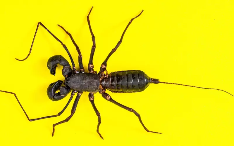 挽回爱情全攻略，天蝎座分手后还能挽回吗？