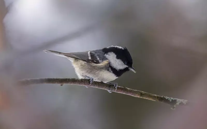 挽回冷淡期男友全攻略