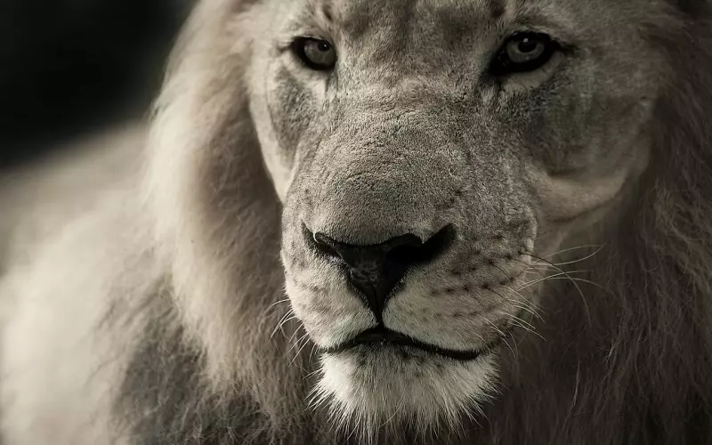 挽回狮子男全攻略之学会技巧，让他对你死心踏地