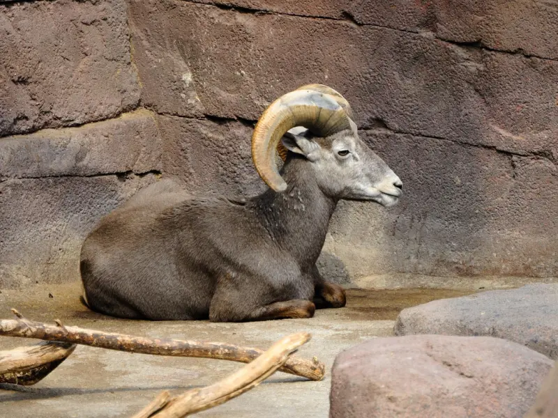 挽回摩羯男全攻略之学会技巧，让他对你死心踏地