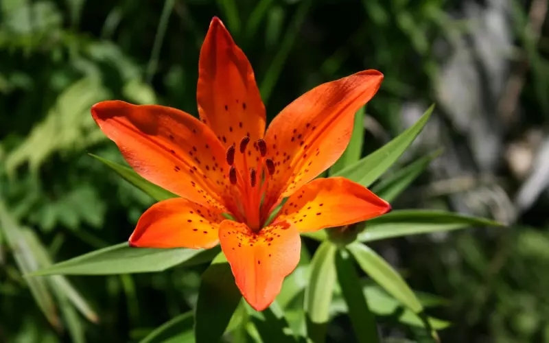 五年夫妻濒临破碎，一招击中痛点，45天成功挽回