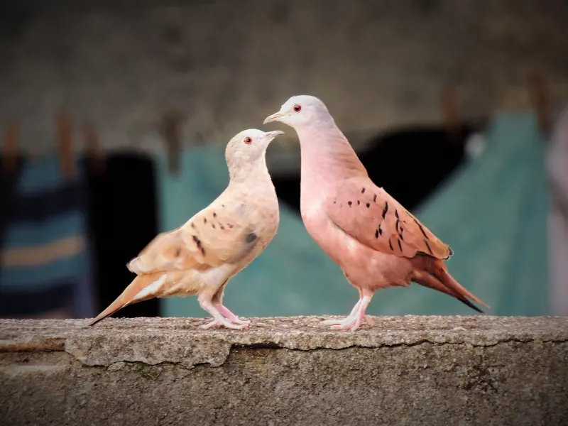 男人几个“小动作”，女人容易产生好感！