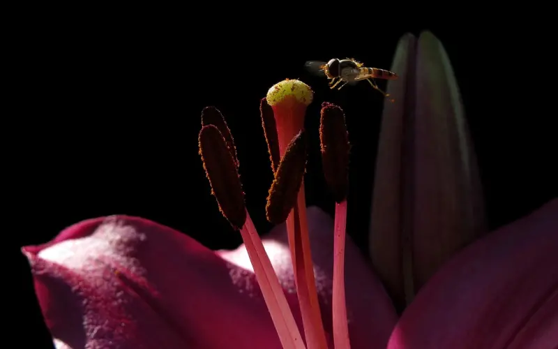 《调戏百合姐的1万种方法指南》