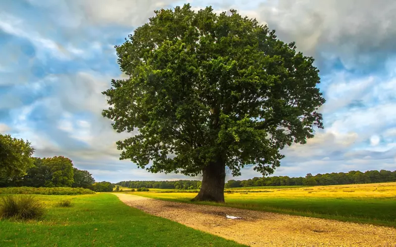 一颗心，为了谁？
