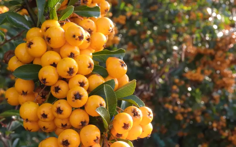 土味情话大合集，来看有没有可以现学现卖的！