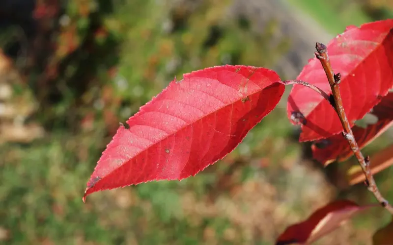 给樱桃小丸子的一封信