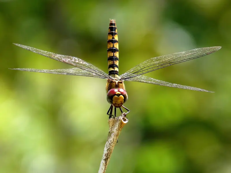给無念家人们的一封信：用爱为抗疫做更大贡献