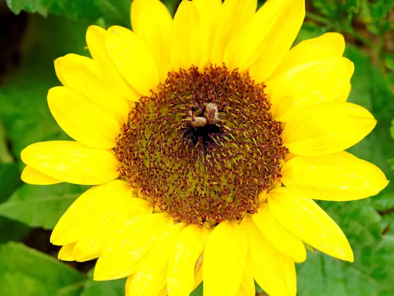 被“仪式感”绑架的生活，只剩“精疲力尽”