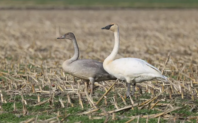 男人对你动了情，才会变得这么“幼稚”