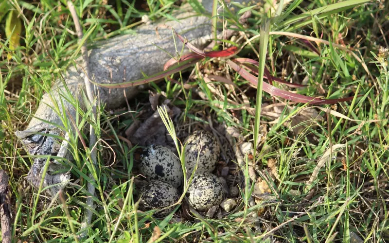 男子沉溺网恋不能自拔，妻子惨遭折磨动杀心！2007年辽宁杀夫案！