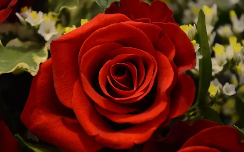 心里没有你的男人不值得挽回！