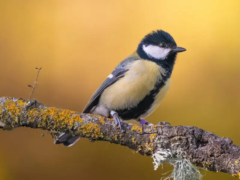 已婚女人对你“日久生情”，才会对你有这些“小暗示”