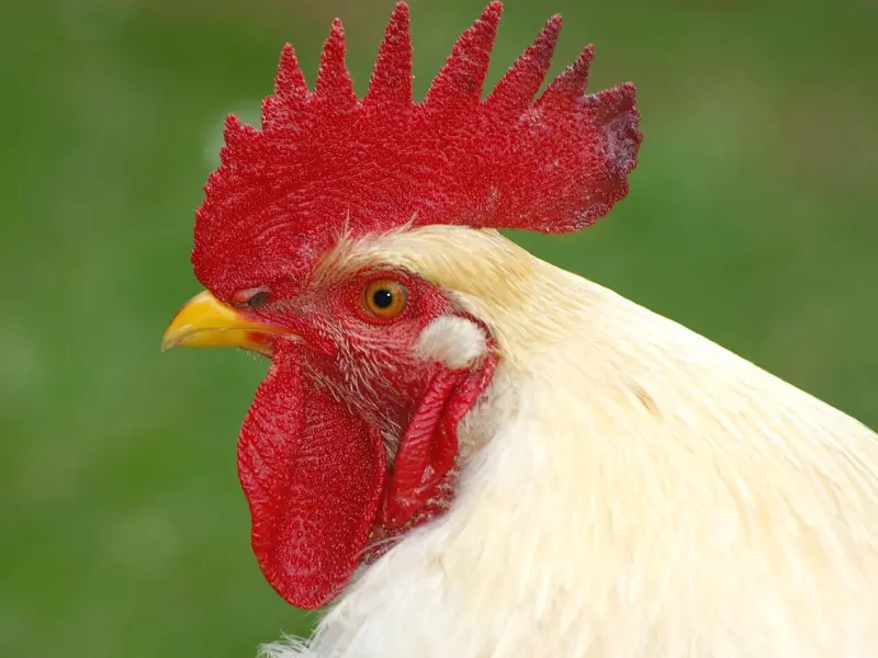 二婚男和未婚男，我应该选择谁？