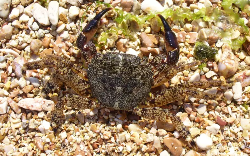 简单挽回巨蟹座必杀技：专门针对蟹儿分手的心态，挽回不是问题！