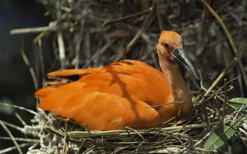 挽回时必学的一招技能，对复合有举足轻重的作用