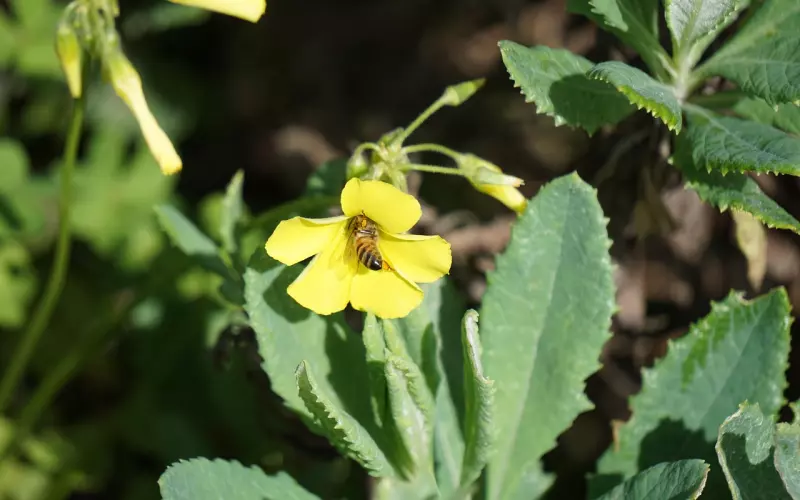 酸溜溜的开心案例