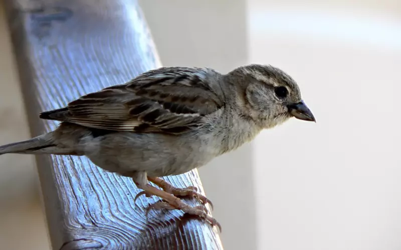 学员十年过客：咨询体会（挽回老婆）