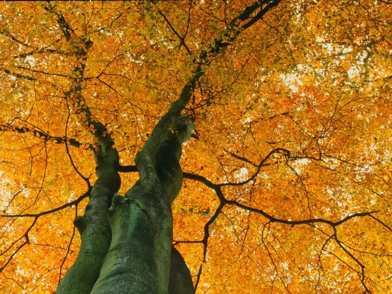 挽回爱情成功案例？