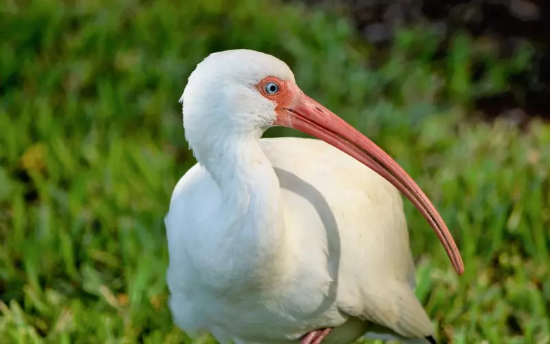 挽回男友必杀技：短择如何转化为长择？