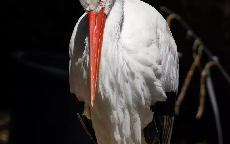 一个巴掌拍不响的第三者