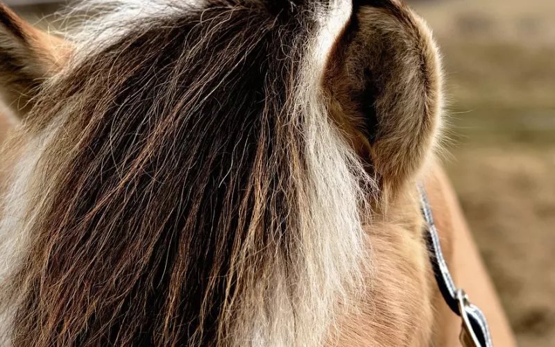 恶人需要恶马骑