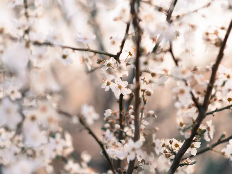 一颗受伤的树（深度好文）——每一个在你生命里出现的人，都有甚深的因缘。