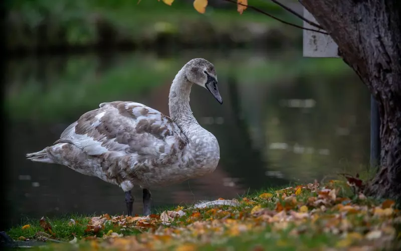 被男人抛弃，从丑小鸭逆袭为女神