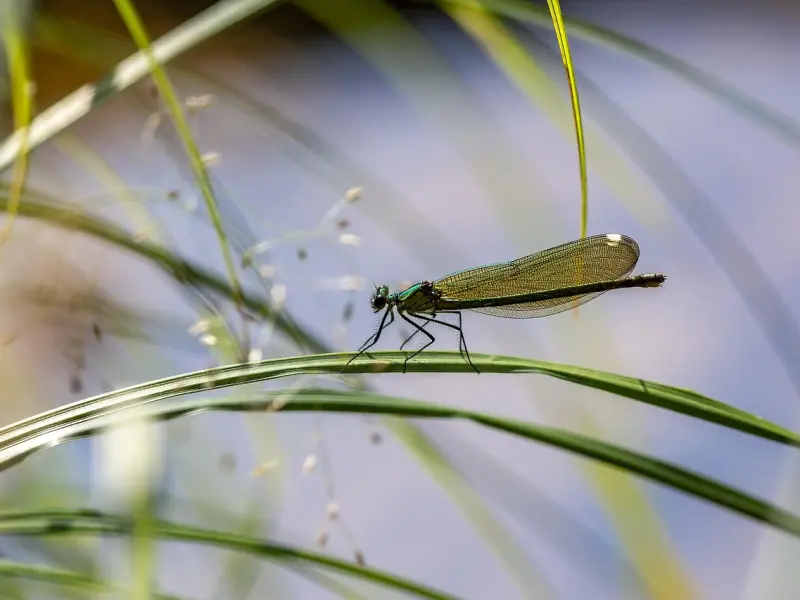 深情是处女座的优点，小气也变成了特色