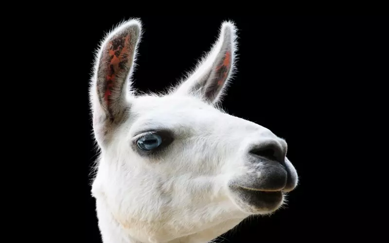 失恋分手后，如何正确挽回白羊男友，成功复合？