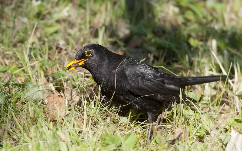 分手后，你想复合，抓住这个机会就对了！