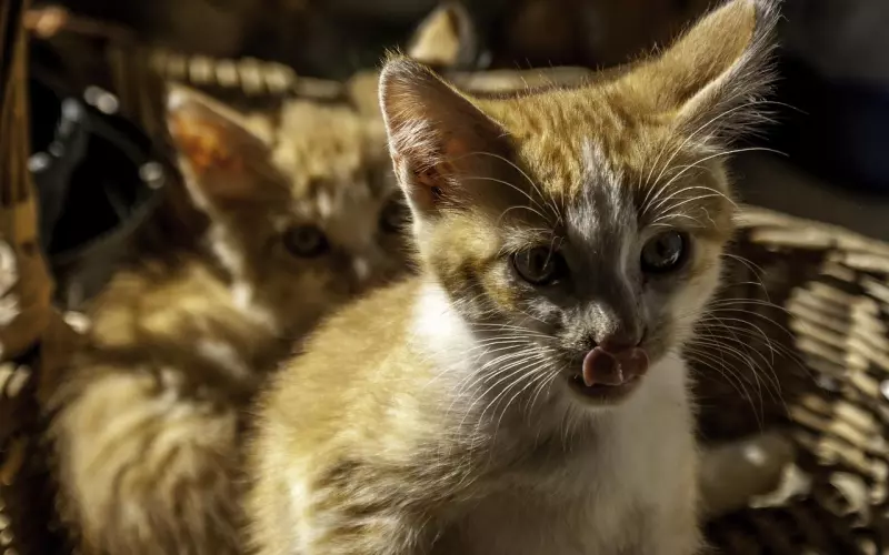 分手后，每天还是难以入睡，还是想着前任，学会这样做能破镜重圆