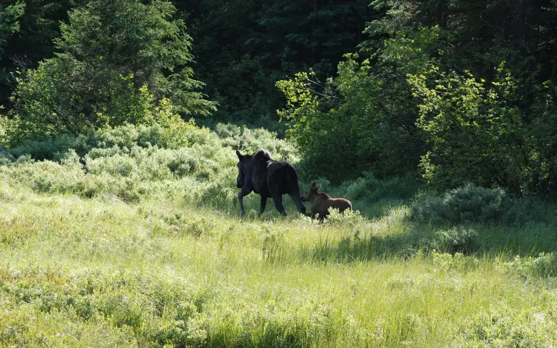 和女友分手后，我意识到自己的错误，该怎么和好呢