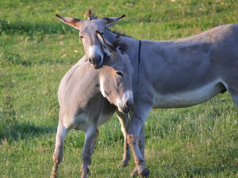 和女朋友分手之后，我用了各种办法她都不肯和我复合，我该怎么做她才会和我复合