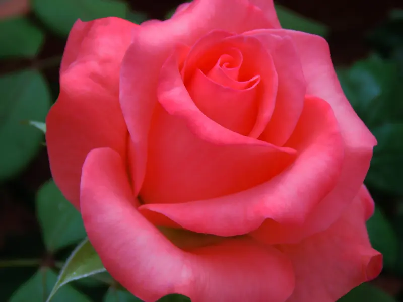 和男朋友分手之后，我该才能让他回来找我复合