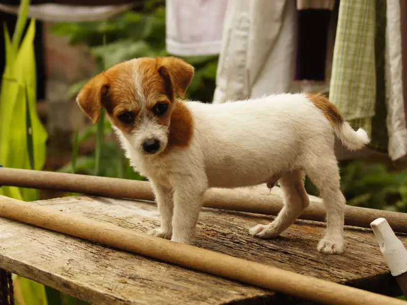 老公婚后嫌我产后身材变形竟打我，我该如何挽回这段感情？