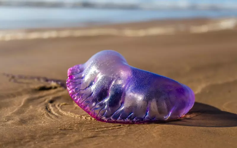 看完酸酸的，我想，很多人看完都会放到朋友圈的！