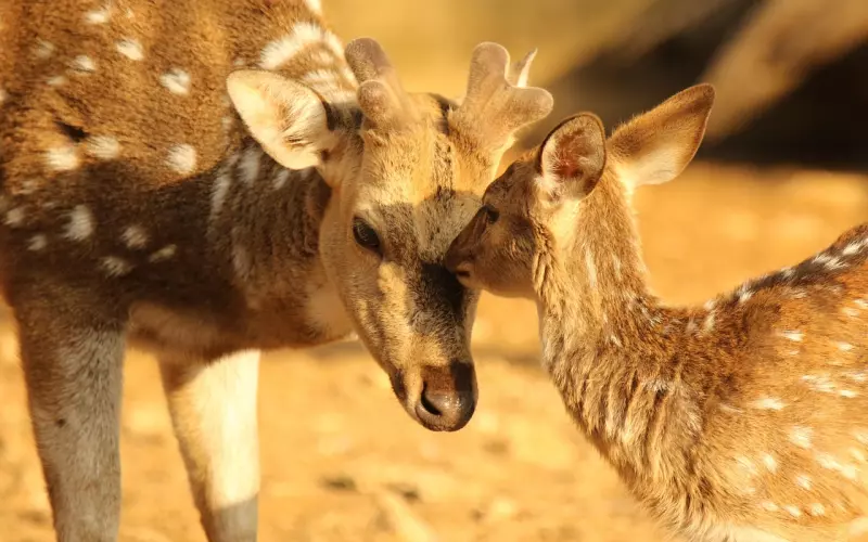 攻击性讨好：爱为什么不能好好说出口