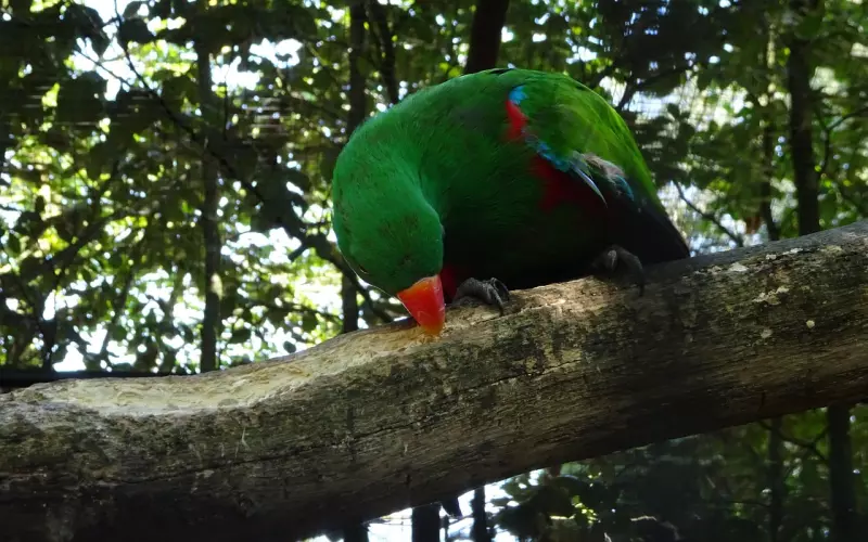 一切情感都羞于表白