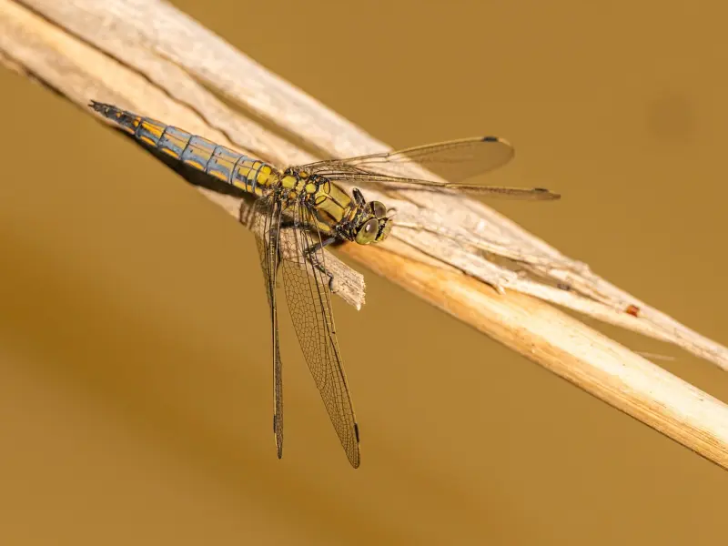 也读“世间安得双全法”，我不是渣，是情不自禁和情非得已