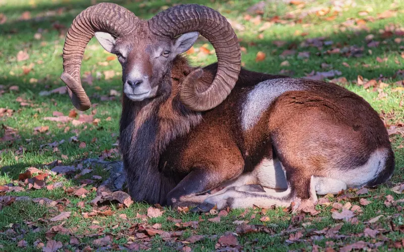 十二星座中：白羊座恋爱时冷bl到底有多伤人
