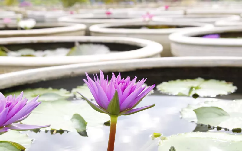 深扒宋慧乔宋仲基离婚：“性格不合”只是块遮羞布！