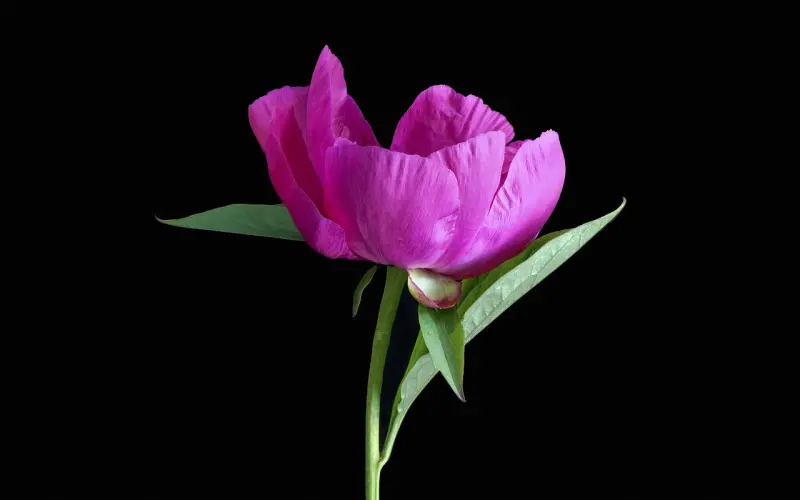 愤怒！请别再伤害单身了！送上七夕脱单秘籍！